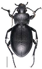 Attēlu rezultāti vaicājumam “Carabus clathratus”