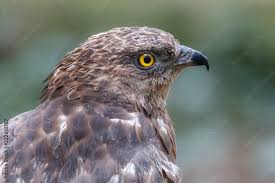 Attēlu rezultāti vaicājumam “Pernis apivorus”