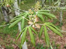 Attēlu rezultāti vaicājumam “Aesculus flava”