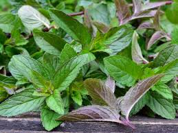 Attēlu rezultāti vaicājumam “Mentha aquatica leaf”
