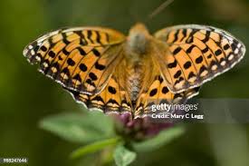Attēlu rezultāti vaicājumam “Argynnis adippe”