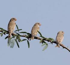 Image result for Bucanetes githagineus