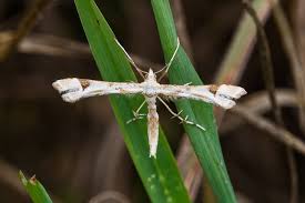 Attēlu rezultāti vaicājumam “Platyptilia gonodactyla imago”