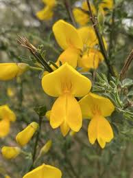 Image result for Cytisus scoparius