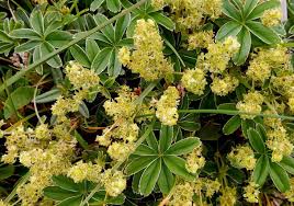 Attēlu rezultāti vaicājumam “Alchemilla subcrenata  flower”