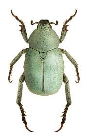 Attēlu rezultāti vaicājumam “Hoplia parvula”