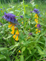 Attēlu rezultāti vaicājumam “Melampyrum nemorosum”