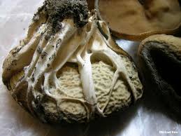 Attēlu rezultāti vaicājumam “Helvella acetabulum”