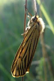 Attēlu rezultāti vaicājumam “Spiris striata”