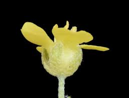 Image result for Alyssum diffusum