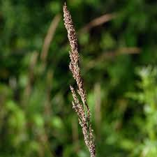 Attēlu rezultāti vaicājumam “Calamagrostis stricta”