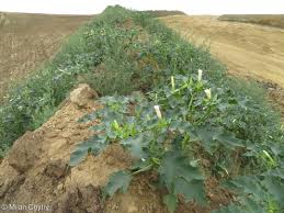 Image result for Datura stramonium