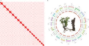 Attēlu rezultāti vaicājumam “Orobanche coerulescens bud”