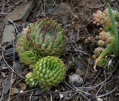 Attēlu rezultāti vaicājumam “Jovibarba globifera fruit”