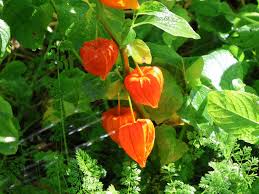 Image result for Lampionblume