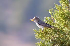 Image result for Hippolais olivetorum