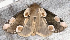 Attēlu rezultāti vaicājumam “Thyatira batis larva”