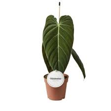 Attēlu rezultāti vaicājumam “Pulmonaria angustifolia fruit”