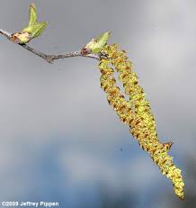 Attēlu rezultāti vaicājumam “Betula pubescens flower”