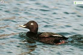 Attēlu rezultāti vaicājumam “Melanitta fusca male”