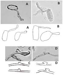 Attēlu rezultāti vaicājumam “Erysiphe galeopsidis”