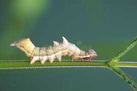 Attēlu rezultāti vaicājumam “Notodonta ziczac”