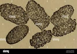 Attēlu rezultāti vaicājumam “Nematus salicis”