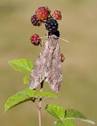 Attēlu rezultāti vaicājumam “Agrius convolvuli”