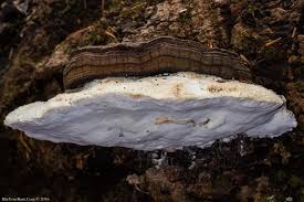 Attēlu rezultāti vaicājumam “Aurantiporus fissilis”