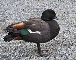 Attēlu rezultāti vaicājumam “Tadorna tadorna male”