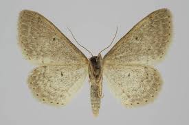 Attēlu rezultāti vaicājumam “Idaea sylvestraria”
