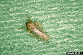 Attēlu rezultāti vaicājumam “Macrosteles sp.”