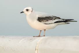 Image result for Rhodostethia rosea