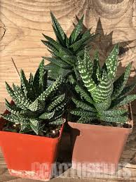 Image result for Haworthia mix
