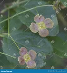 Attēlu rezultāti vaicājumam “Euonymus verrucosus leaf”