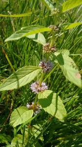 Attēlu rezultāti vaicājumam “Mentha arvensis bud”