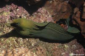 Image result for Gymnothorax vicinus