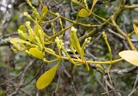 Attēlu rezultāti vaicājumam “Santalaceae”