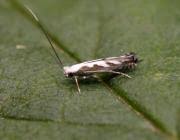 Attēlu rezultāti vaicājumam “Lyonetia prunifoliella”