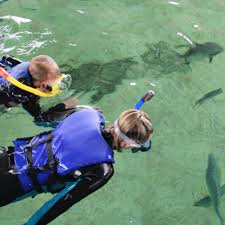 Image result for Belfairs Dolphins Snorkelling Club