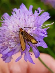 Attēlu rezultāti vaicājumam “Nemophora metallica”