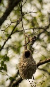 Attēlu rezultāti vaicājumam “Remiz pendulinus nest”
