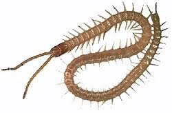 Attēlu rezultāti vaicājumam “Geophilidae”