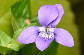 Attēlu rezultāti vaicājumam “Viola riviniana flower”
