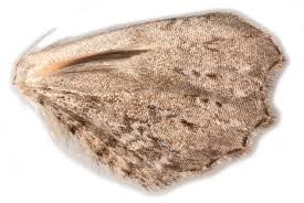 Attēlu rezultāti vaicājumam “Anticollix sparsata”