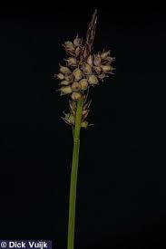 Attēlu rezultāti vaicājumam “Carex pilulifera”