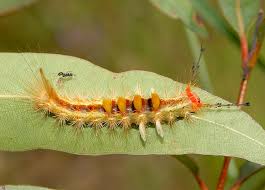 Attēlu rezultāti vaicājumam “Lymantriidae”