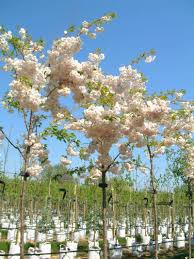Attēlu rezultāti vaicājumam “Prunus (sakura)”