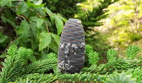 Attēlu rezultāti vaicājumam “Abies mariesii”