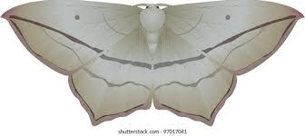 Attēlu rezultāti vaicājumam “Selenia dentaria”